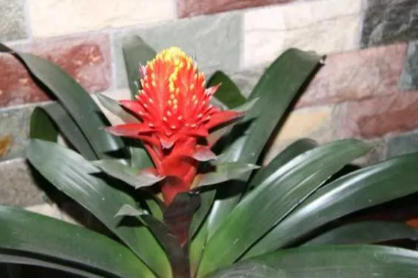 鸿运当头的养殖方法，喜湿润的环境