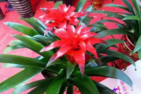 鸿运当头的养殖方法，喜湿润的环境