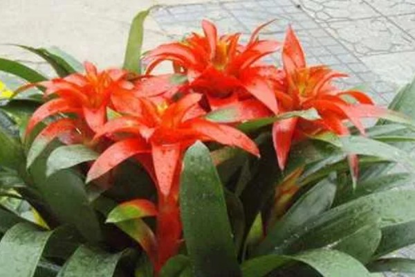 鸿运当头的养殖方法，喜湿润的环境