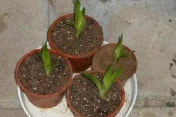 鸿运当头的养殖方法，喜湿润的环境