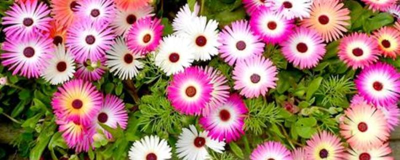 怎么养美丽日中花，要选择透气性强的花盆