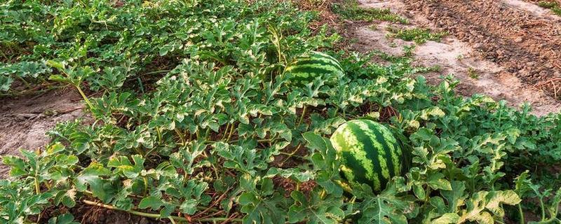 西瓜结果到成熟要多久，需要30-40天