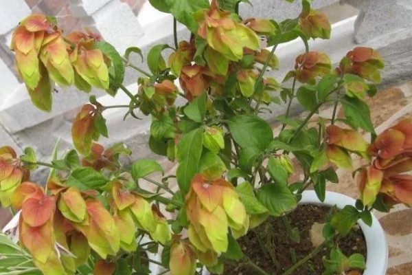 虾衣花有没有毒，虾衣花无毒