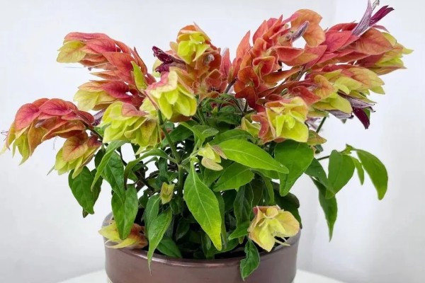 虾衣花有没有毒，虾衣花无毒