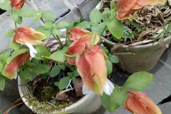 虾衣花有没有毒，虾衣花无毒