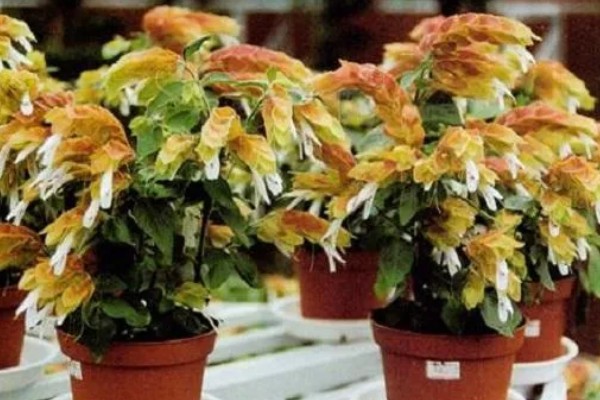 虾衣花有没有毒，虾衣花无毒