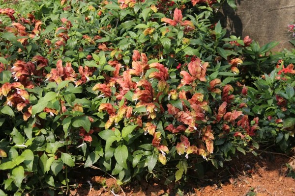 虾衣花有没有毒，虾衣花无毒