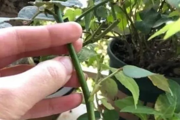 虾衣花有没有毒，虾衣花无毒