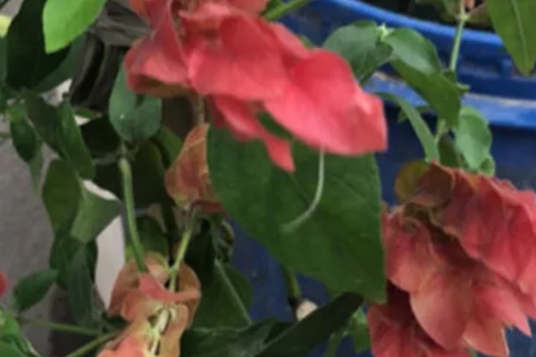 虾衣花有没有毒，虾衣花无毒