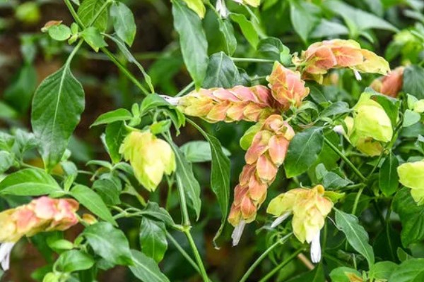 虾衣花有没有毒，虾衣花无毒