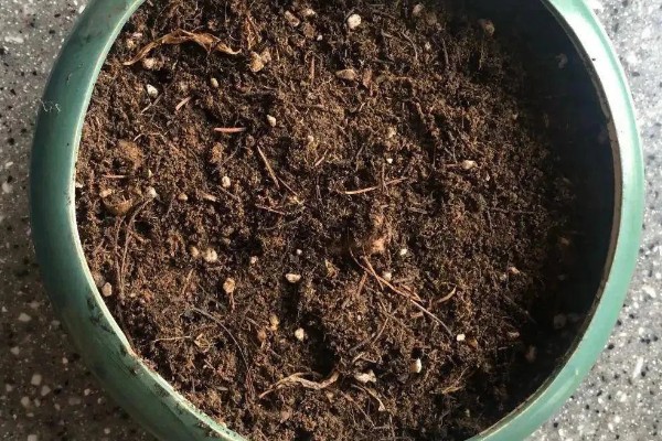 虾衣花有没有毒，虾衣花无毒