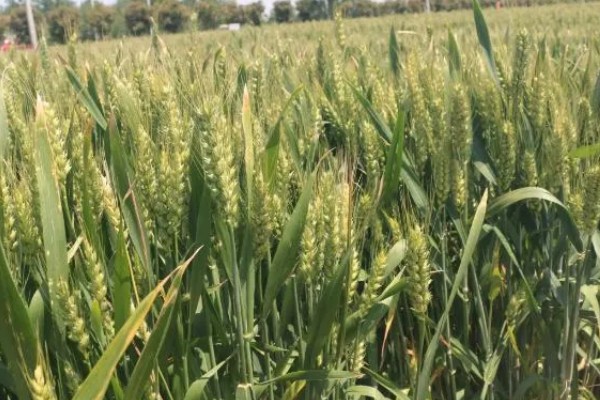 山农32小麦的特征特性，生长周期与济麦22相当