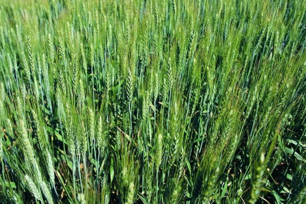 山农32小麦的特征特性，生长周期与济麦22相当