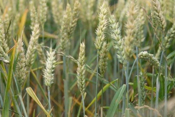 山农32小麦的特征特性，生长周期与济麦22相当