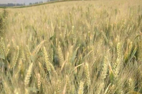 山农32小麦的特征特性，生长周期与济麦22相当