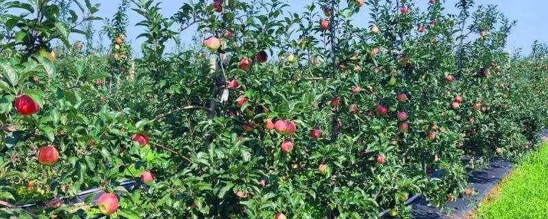 种植苹果的条件，光照充足才能正常生长发育