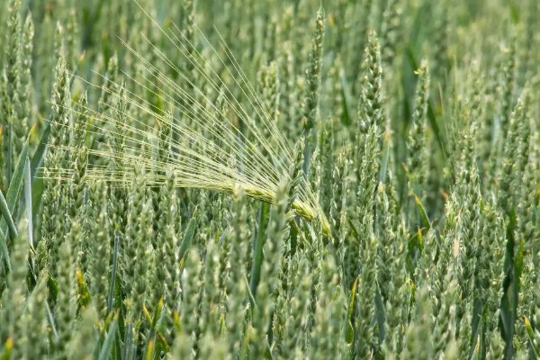 山农32小麦的特征特性，生长周期与济麦22相当