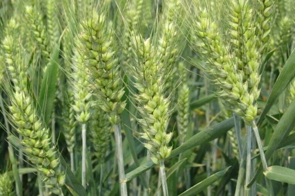 山农32小麦的特征特性，生长周期与济麦22相当