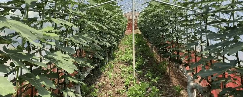 无花果的摘心时间，苗期新梢长到半木质化时要摘除一部分