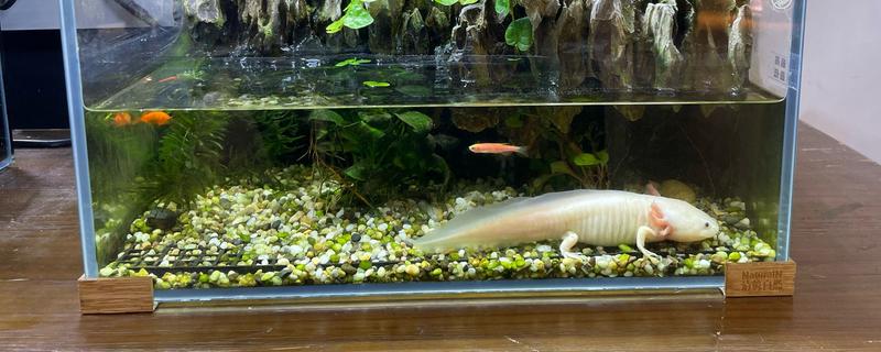 鱼缸有哪些材质，基本都是玻璃材质的