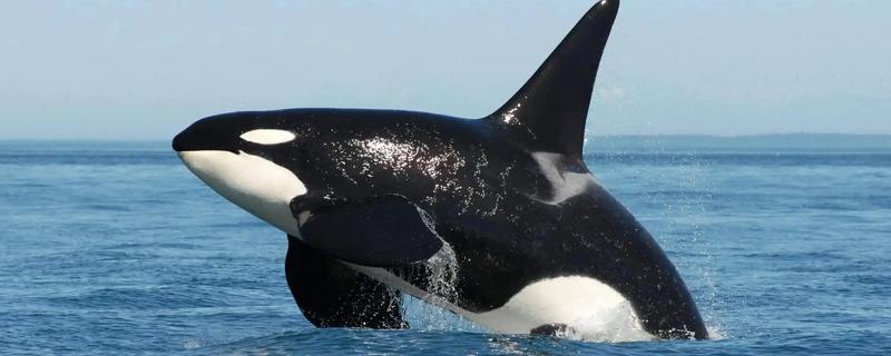 虎鲸不攻击人的原因，受到以下三个因素的影响