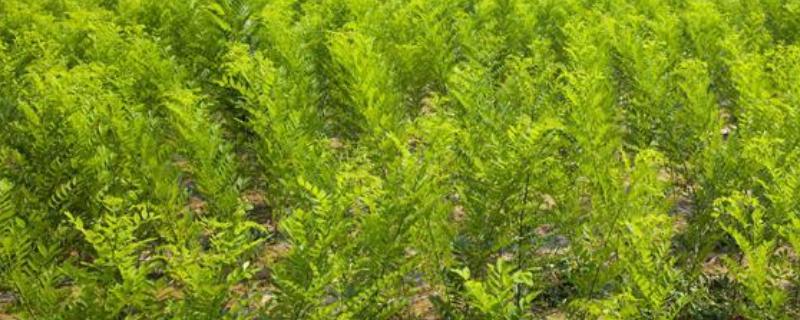 国槐的繁殖方法，以扦插为主