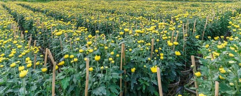 菊花种植方法，可在背风向阳的坡地上面种植