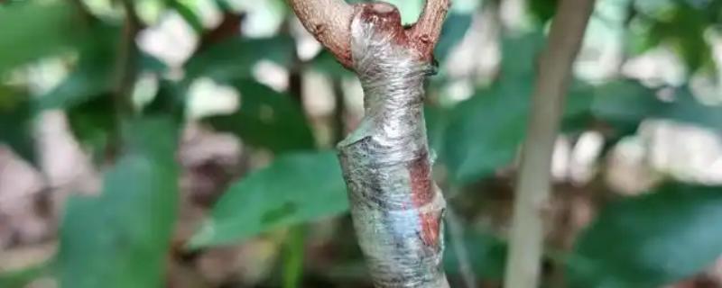 嫁接口积水如何解决，将水放出来必要时可以补接
