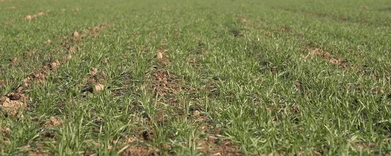 小麦越冬期怎么管理，越冬前亩施8-10公斤尿素