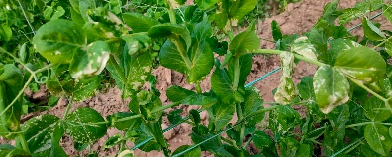 菜豆农药药害的特点，会导致叶脉亦变黄白色