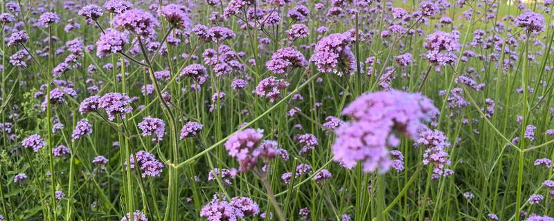 马鞭草如何种植，环境温度控制在20-25℃