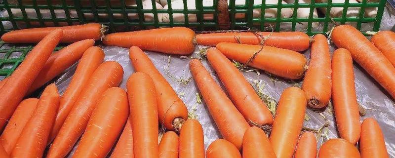 挑选萝卜的方法，大小适中的萝卜值得选择