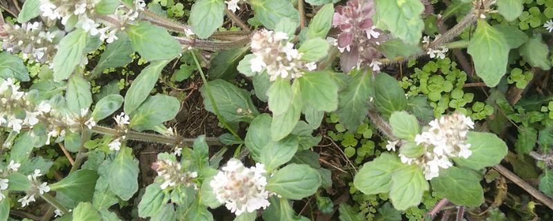 夏枯草的种植方法，幼苗长出4-5片叶时要间苗