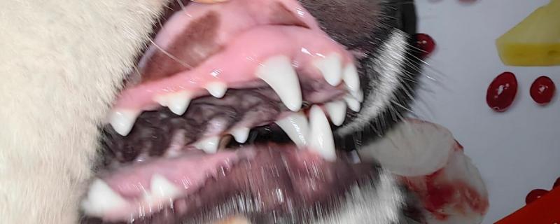 狗狗得口腔炎的原因，可能是被尖利的牙齿损伤了