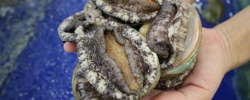 我国知名的鲍鱼产地，东山鲍鱼、连江鲍鱼、大连鲍鱼都有很高的知名度