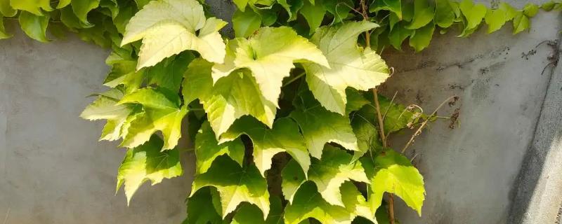 爬山虎是不是草本植物，属于木质藤本植物