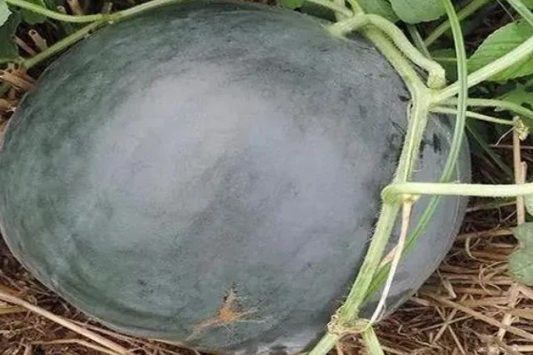 无籽西瓜的种子从何而来，使用诱变培育法经过杂交获得