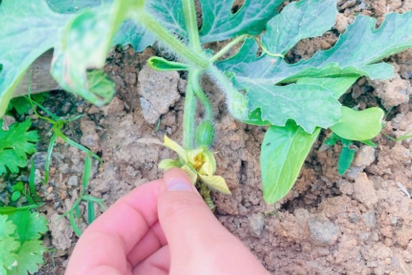 无籽西瓜的种子从何而来，使用诱变培育法经过杂交获得