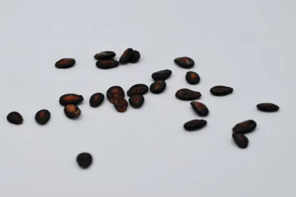 无籽西瓜的种子从何而来，使用诱变培育法经过杂交获得