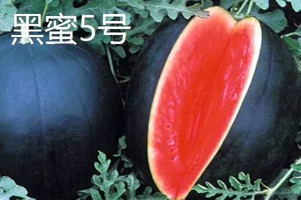 无籽西瓜的种子从何而来，使用诱变培育法经过杂交获得