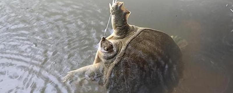 如何有效垂钓甲鱼，可采取手竿钓法、海竿拉钓等方式