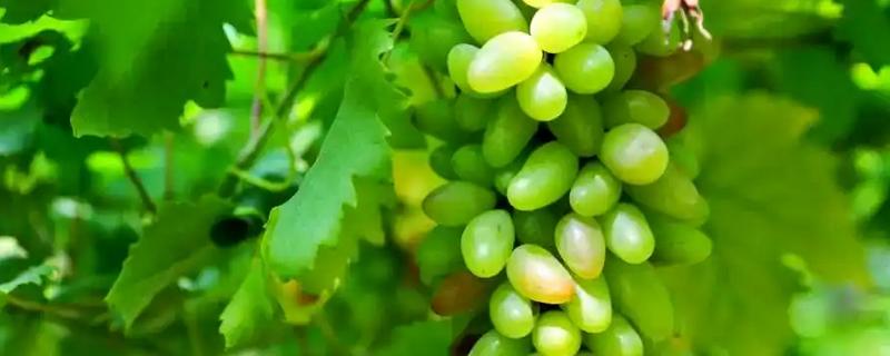 浙江省慈溪市的特产，慈溪丝瓜出口海外