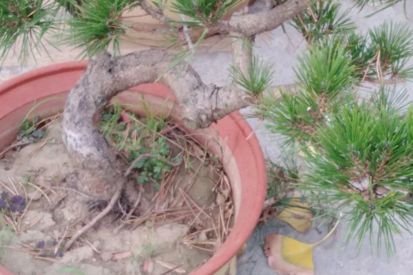 云松的养殖方法，施肥可以使用薄肥少施方式