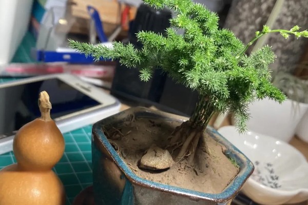 云松的养殖方法，施肥可以使用薄肥少施方式