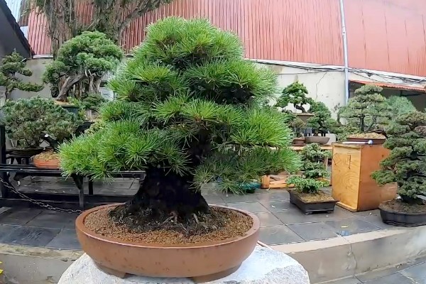 云松的养殖方法，施肥可以使用薄肥少施方式