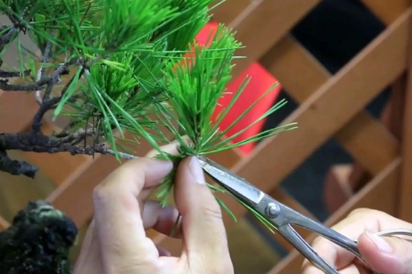 云松的养殖方法，施肥可以使用薄肥少施方式