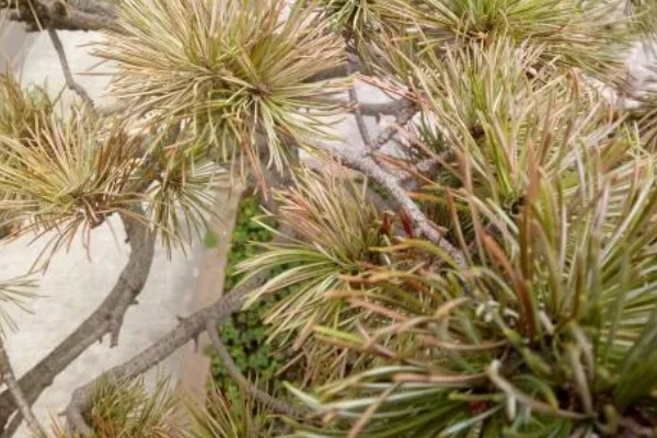 云松的养殖方法，施肥可以使用薄肥少施方式