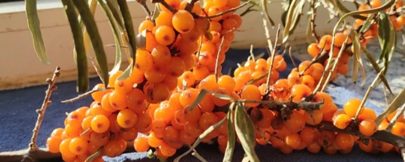 沙棘果的产地，产地有新疆、河北、内蒙古等