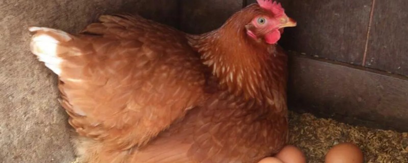 鸡下双黄蛋的原因，两个卵细胞同时被纳入输卵管