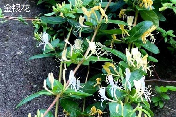 金银花与金银木的区别，植物形态不同